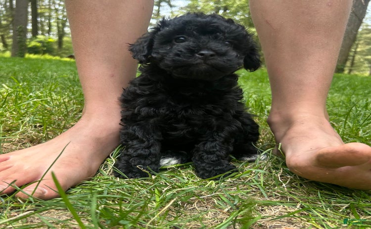 Cavapoo dogs for sale - Ad 2