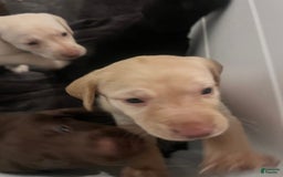 Labrador Retriever dogs for sale: Salt - Image 1