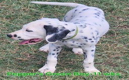 Dalmatian dogs for sale: Peppers Green Boy - Image 10