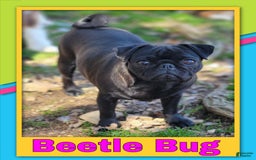 Pug dogs for sale: Aloha - Image 2