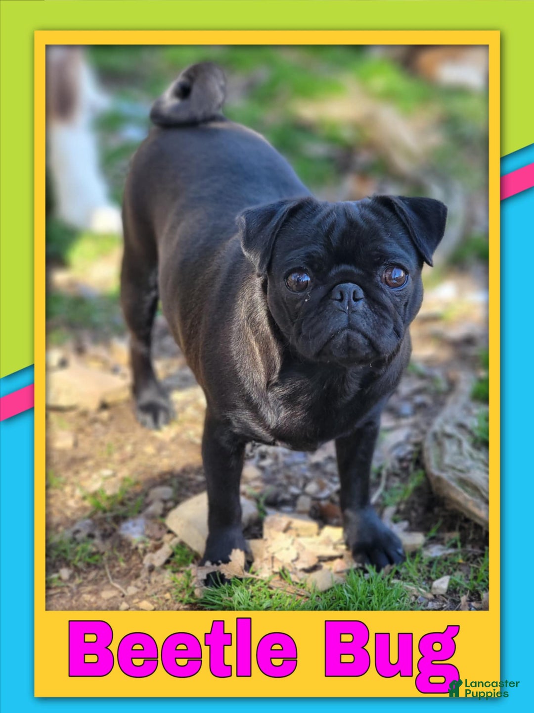 Pug dogs for sale: Aloha - Image 2