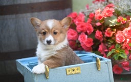Welsh Corgi Pembroke dogs for sale: Ark - Image 2