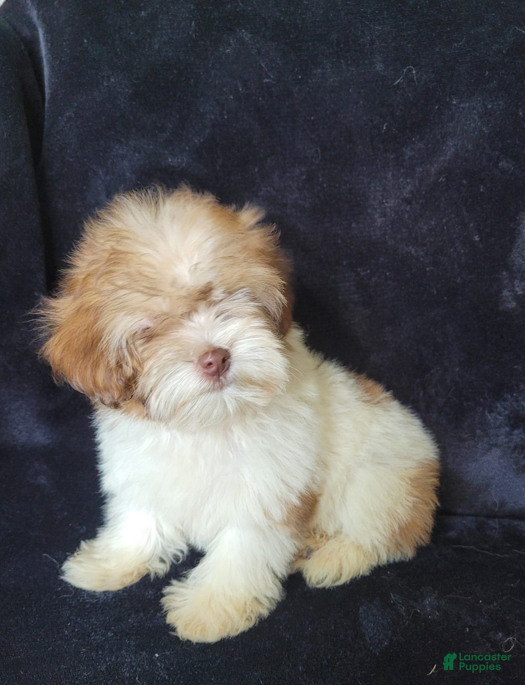 Lhasapoo dogs for sale: Pink Daisy - Image 8