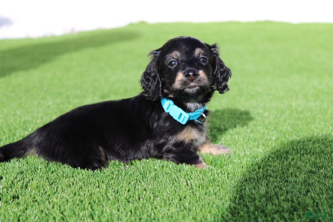 Miniature Dachshund dogs for sale: Daisy Mae - Image 1