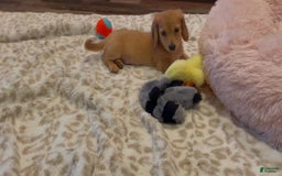 Miniature Dachshund dogs for sale: Akc Bobby - Image 1