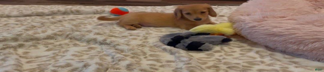 Akc Bobby