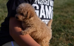 Miniature Poodle dogs for sale: Buddy - Image 10