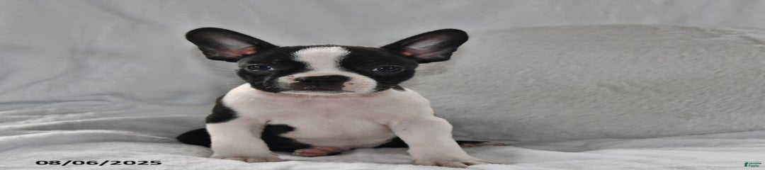 Roxie