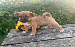 Shiba Inu dogs for sale: Mocha - Image 2