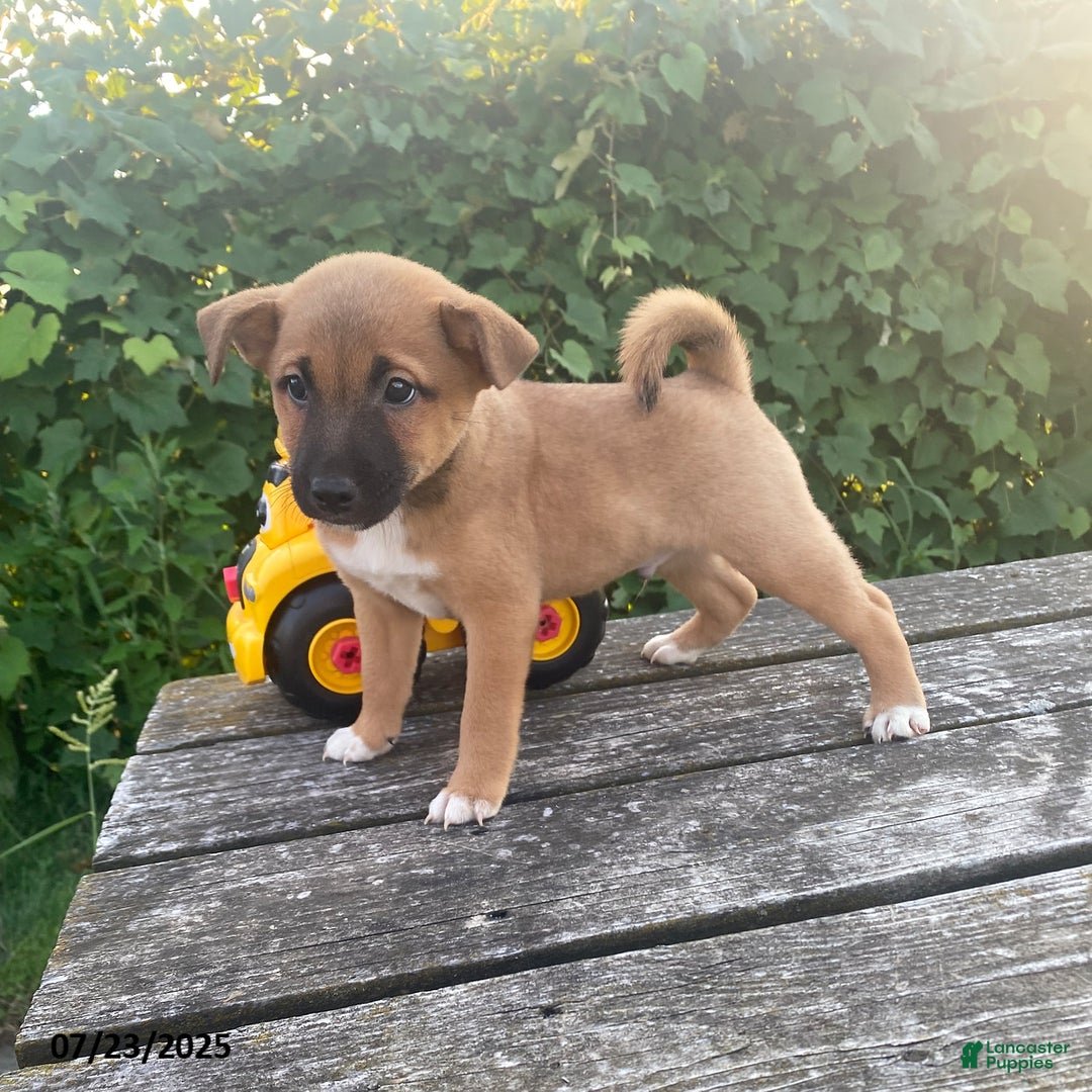 Shiba Inu dogs for sale: Mocha - Image 2
