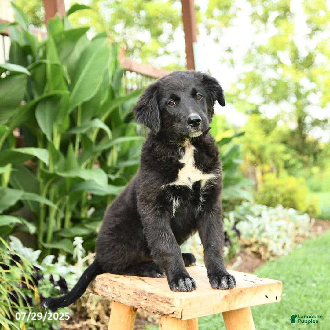 Australian Shepherd dogs for sale: Brandy - Image 14