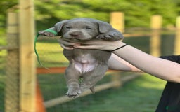 Labrador Retriever dogs for sale: Gator - Image 2