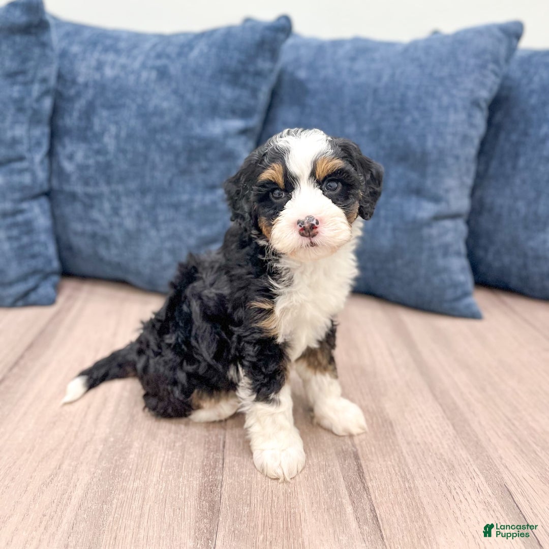 Mini Bernedoodle dogs for sale: Abby - Image 5