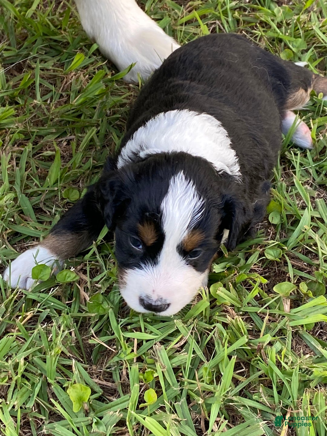 Australian Shepherd dogs for sale: Annie Oakley - Image 6