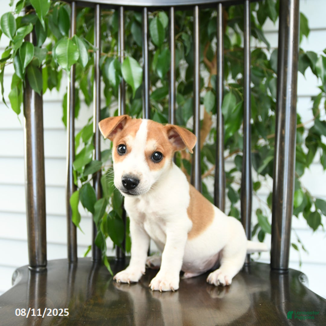Jack Russell Terrier dogs for sale: Zack - Image 1