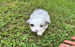 Australian Shepherd dogs for sale: Buster - Image 2