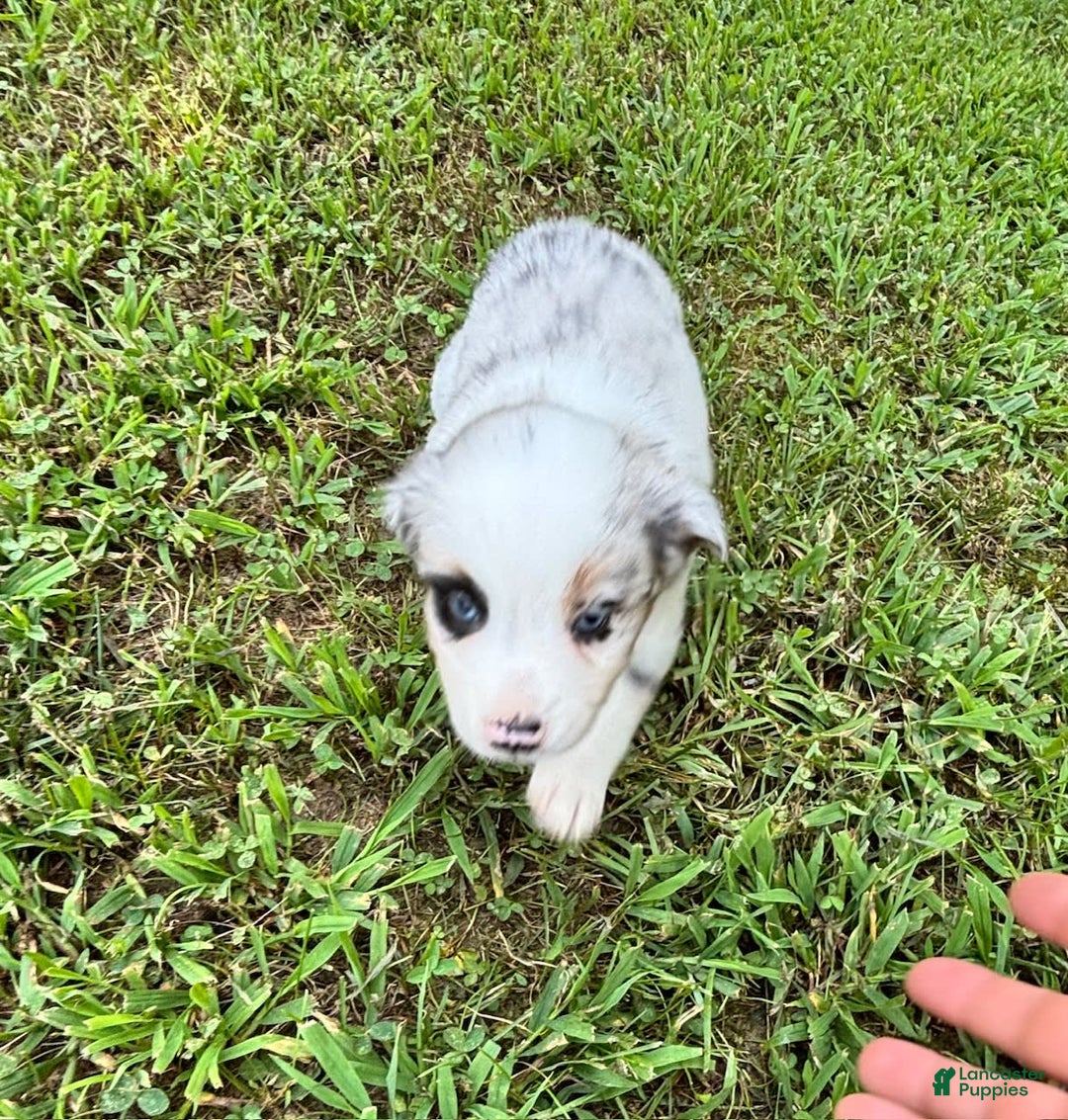 Australian Shepherd dogs for sale: Buster - Image 2