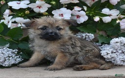 Cairn Terrier dogs for sale: Kibbles - Image 3