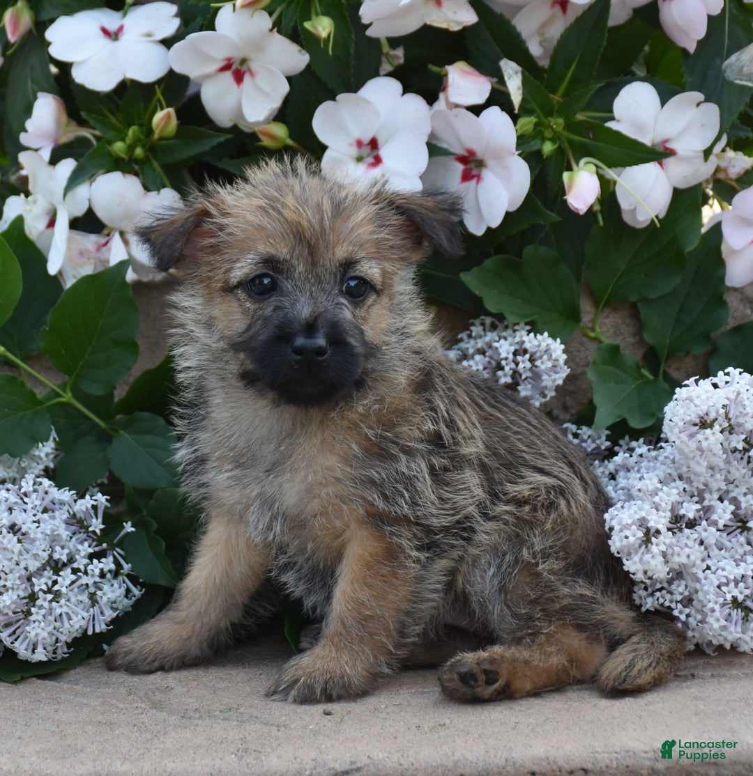 Cairn Terrier dogs for sale: Kibbles - Image 3