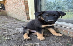 German Shepherd dogs for sale: Riot - Image 1