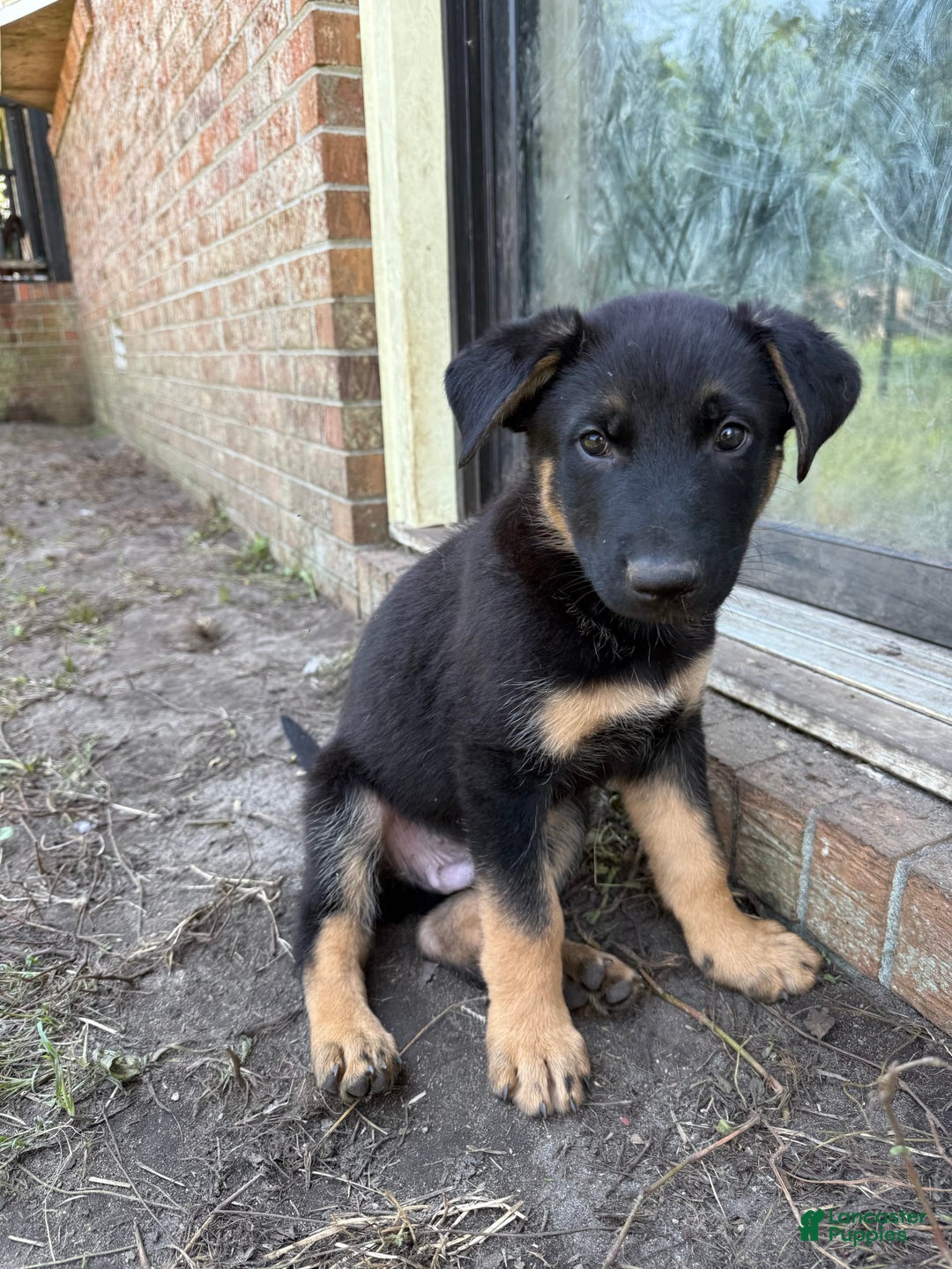 German Shepherd dogs for sale: Riot - Image 1