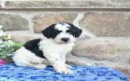Goldendoodle dogs for sale: Samson - Image 1
