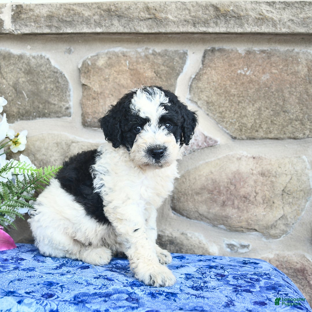 Goldendoodle dogs for sale: Samson - Image 1