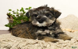 Miniature Schnauzer dogs for sale: Rover - Image 6