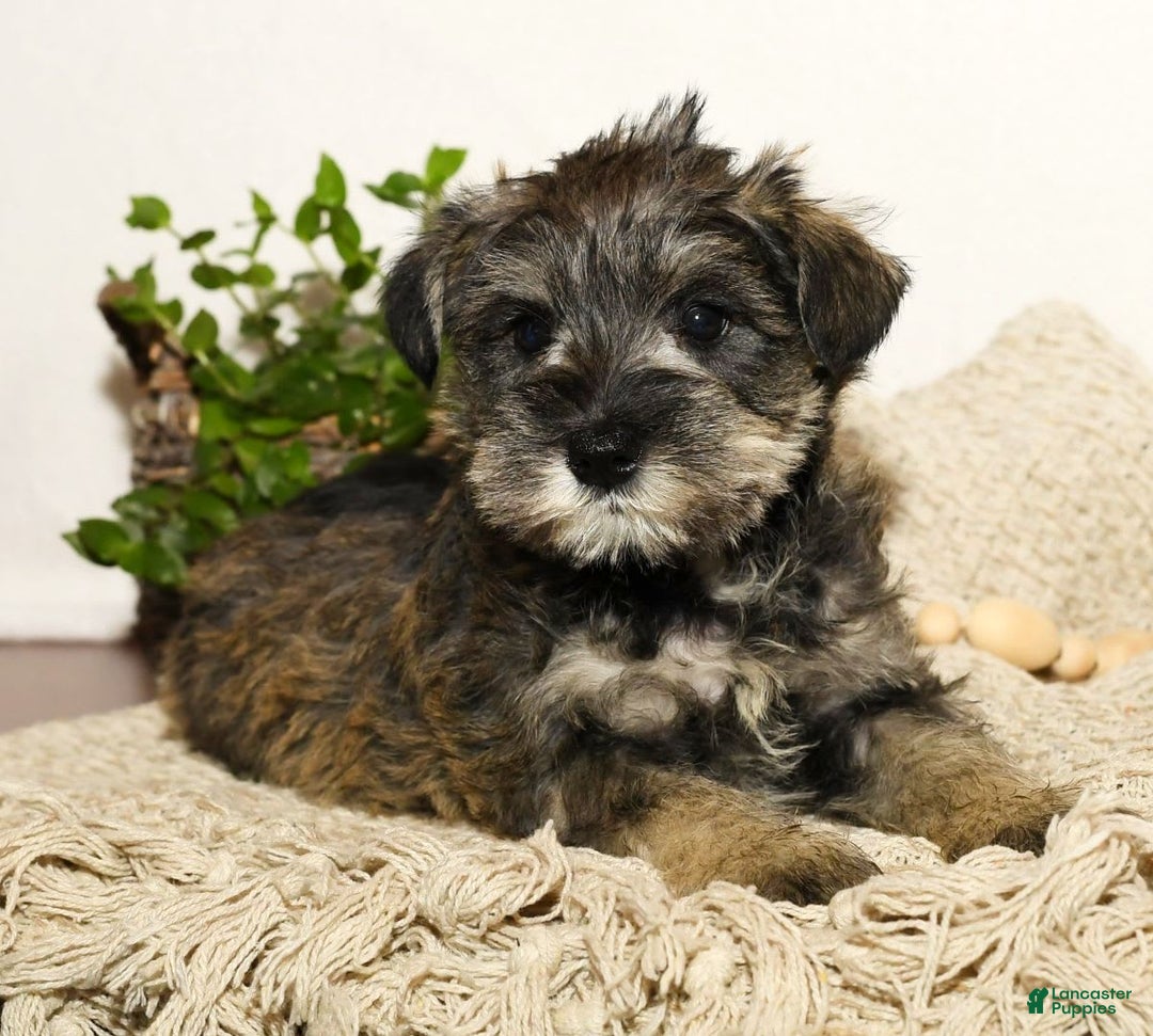 Miniature Schnauzer dogs for sale: Rover - Image 6