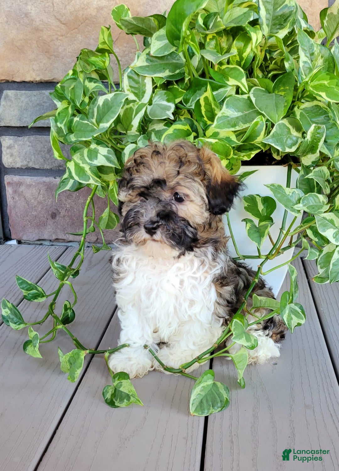 Havapoo dogs for sale: Mario - Image 3