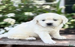 Golden Retriever dogs for sale: Golden Retriever 3 puppies - Image 11