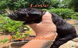 American Bulldog dogs for sale: China - Listing for pets: China, Chongqin - Image 1