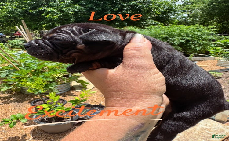 American Bulldog dogs - Advert 7