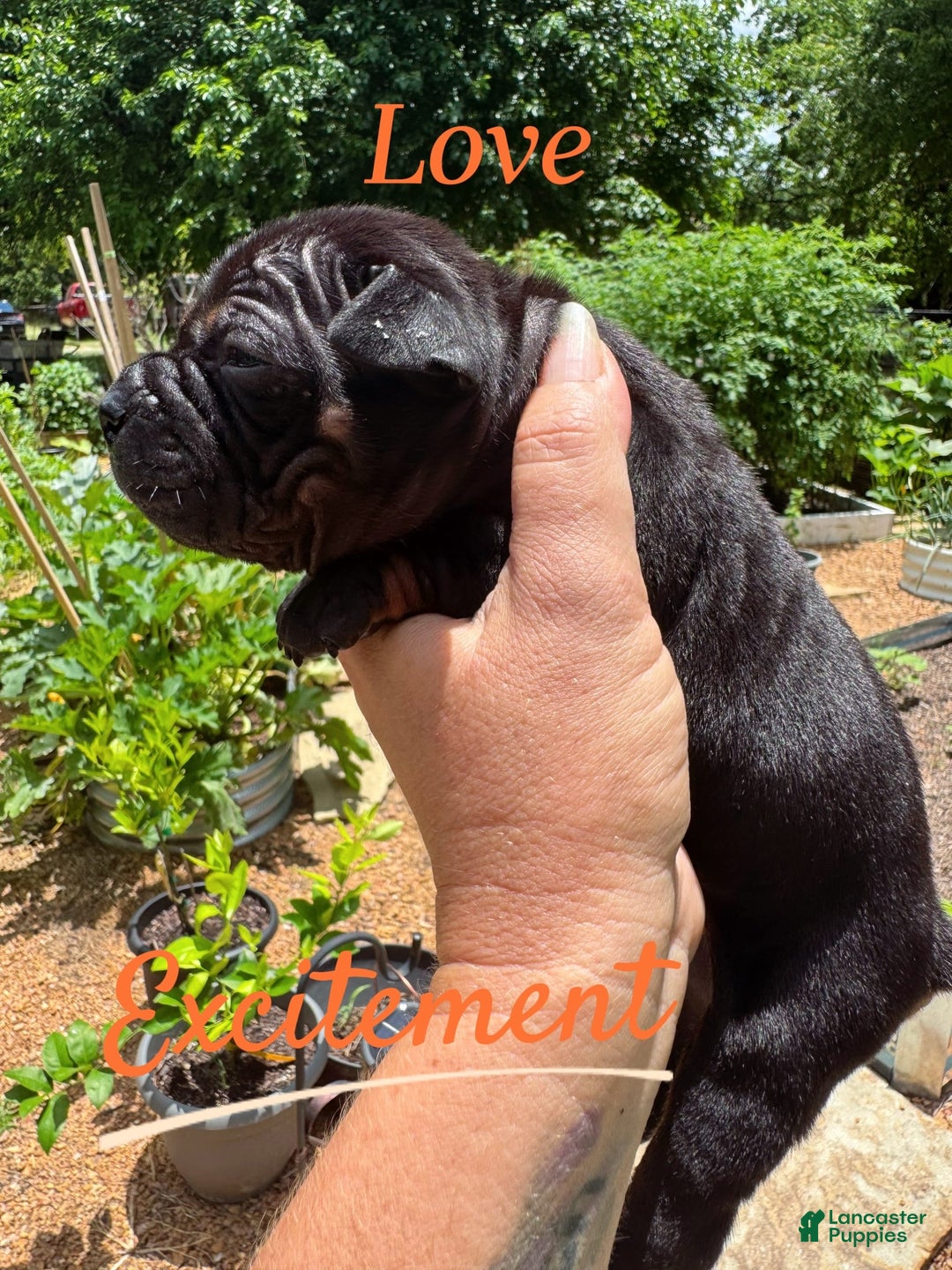 American Bulldog dogs for sale: China - Listing for pets: China, Chongqin - Image 1