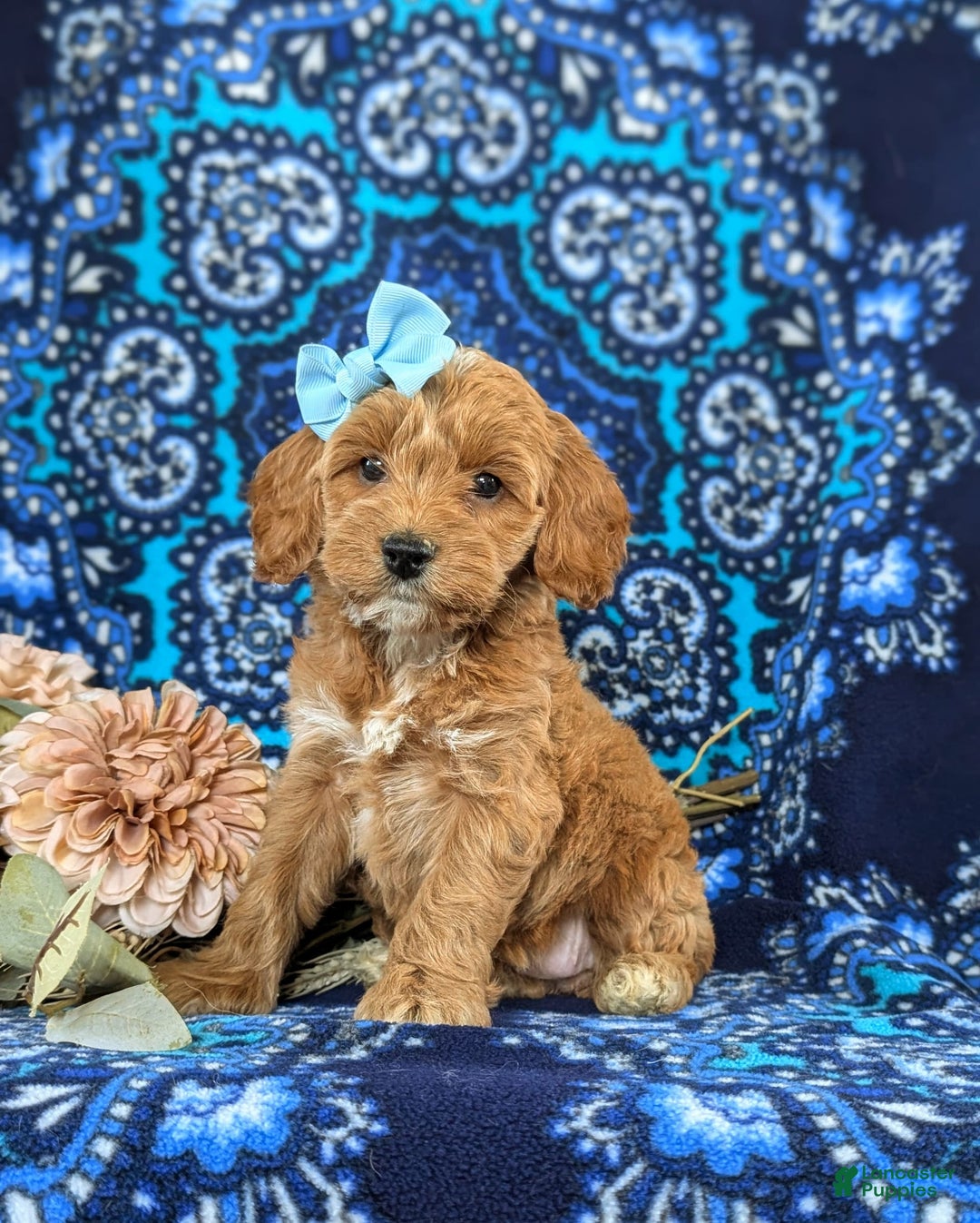 Cockapoo dogs for sale: Dustee - Image 1