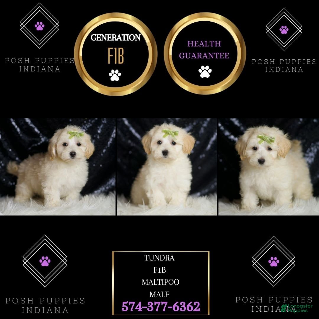 Maltipoo dogs for sale: Tundra - Image 3
