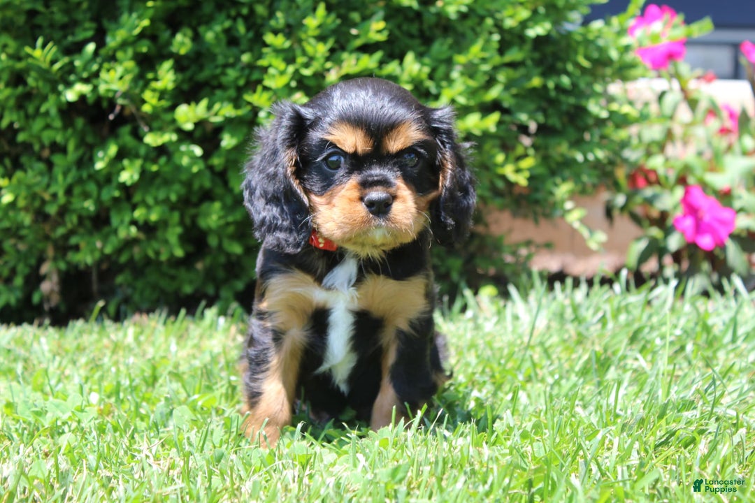 Cavalier King Charles Spaniel dogs for sale: Rex - Image 6