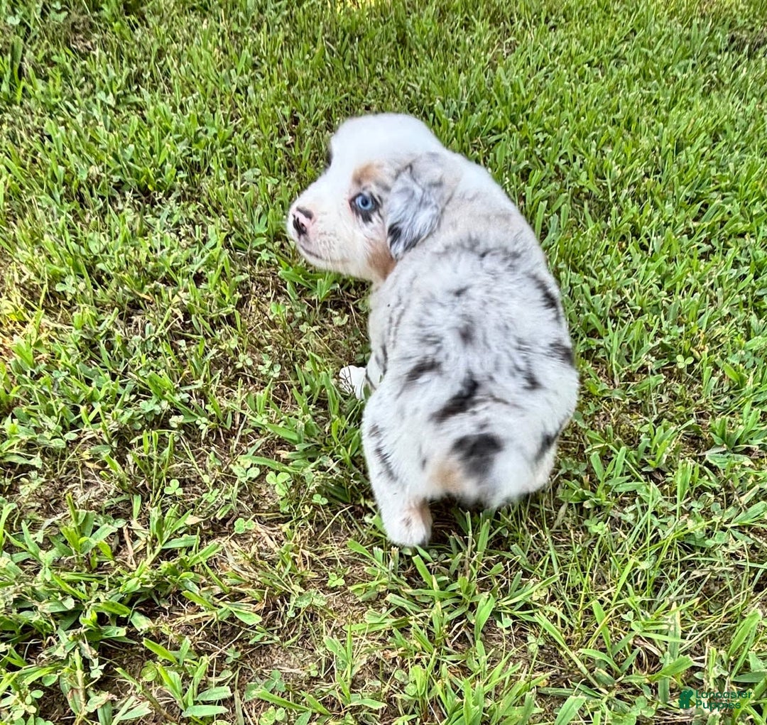 Australian Shepherd dogs for sale: Buster - Image 4