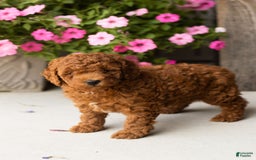  dogs for sale: Mini Goldendoodle 2 puppies - Image 8