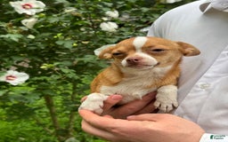 Chihuahua dogs for sale: Chihuahua 2 puppies - Image 14