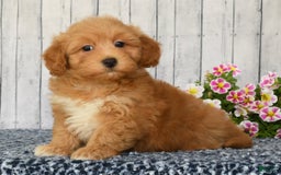 Havapoo dogs for sale: Asher - Image 2