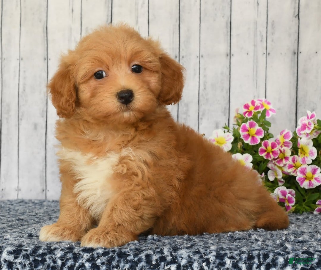 Havapoo dogs for sale: Asher - Image 2