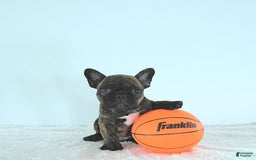 Frenchton dogs for sale: Zeke - Image 4