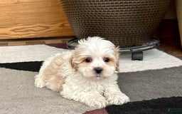Havanese dogs for sale: George - Image 7