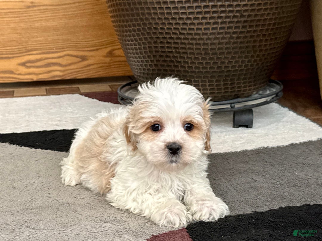 Havanese dogs for sale: George - Image 7
