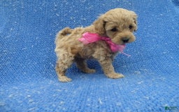 Maltipoo dogs for sale: Venna - Image 1