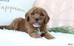 Goldendoodle dogs for sale: Sommer - Image 5