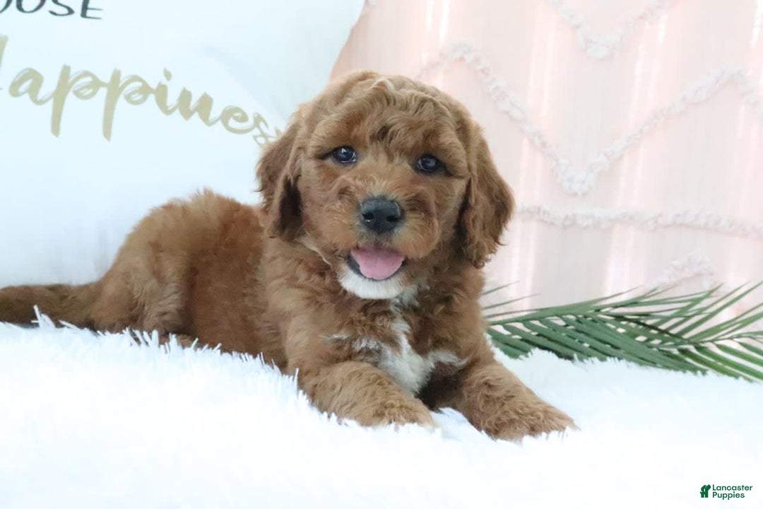 Goldendoodle dogs for sale: Sommer - Image 5