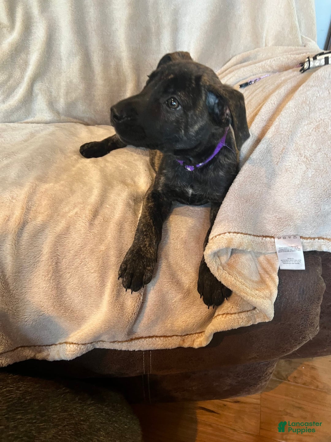 German Shepherd dogs for sale: Raven - Image 3