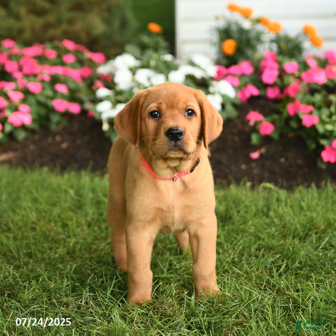 Labrador Retriever dogs for sale: Savannah - Image 3